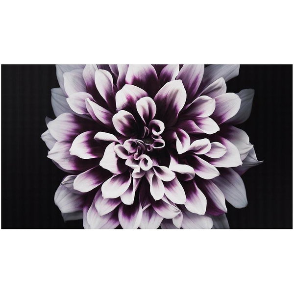 Samsung The Wall IW008J Digital Signage Display - LCD - 3840 x 2160 - LED - 500 Nit - 2160p - Black